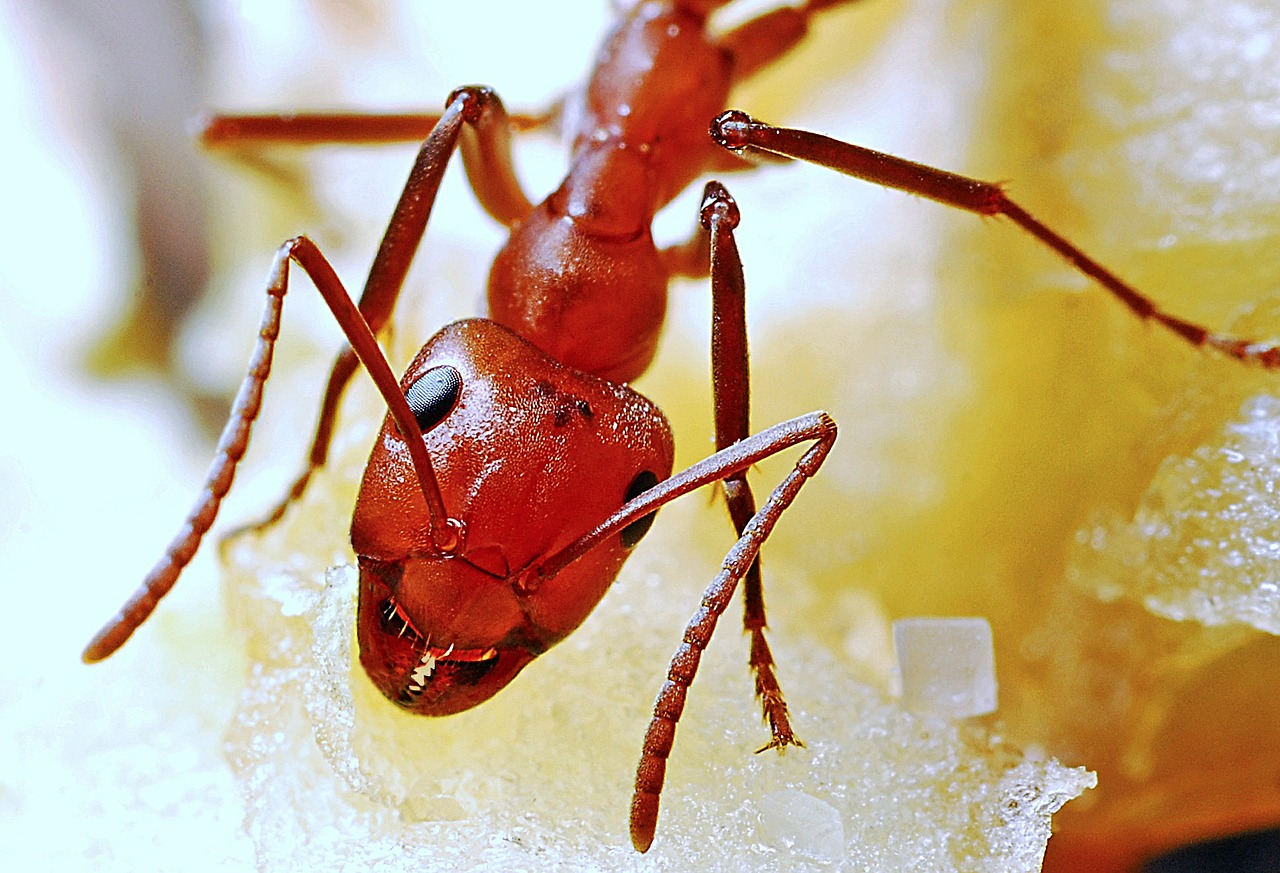 Ant, Makro, Vabzdys, Detalus, Gamta, Raudona, Antena, Gyvūnas, Klaida, Laukinė Gamta