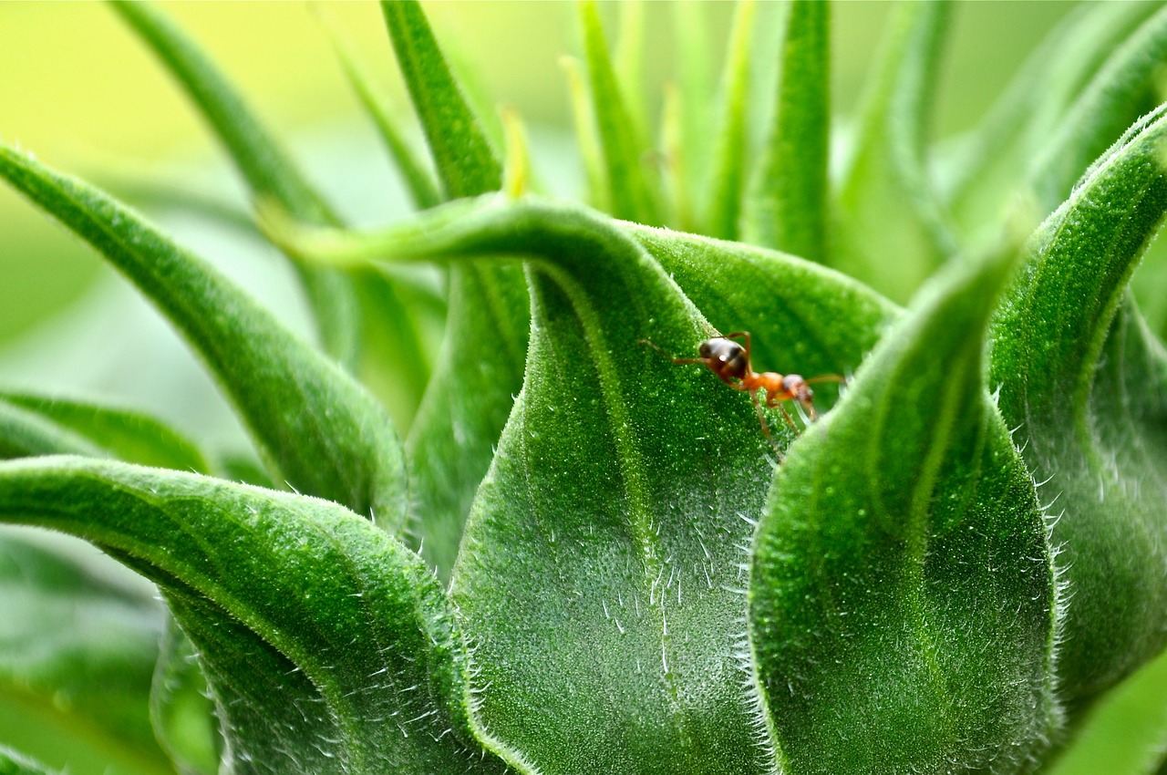 Ant, Augalas, Gamta, Žalias, Vabzdys, Makro, Vasara, Gėlė, Pavasaris, Lauke