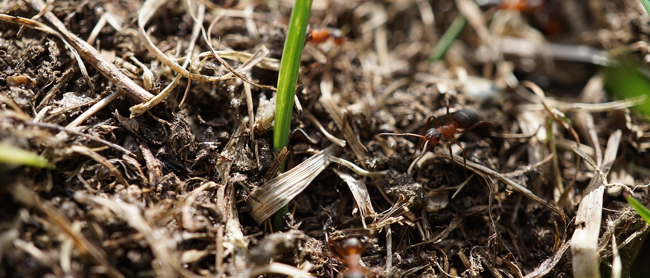 Ant, Anthill, Ant Kalva, Gamta, Pievos Skruzdės, Uždaryti, Nemokamos Nuotraukos,  Nemokama Licenzija