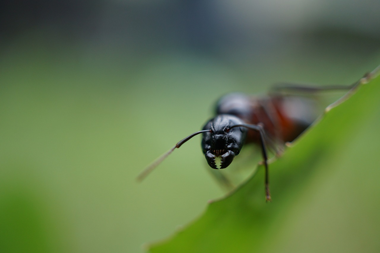 Ant,  Pušis,  Dantys,  Makro,  Vabzdys,  Lapai, Nemokamos Nuotraukos,  Nemokama Licenzija