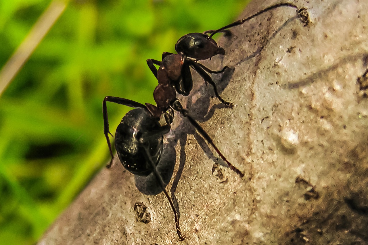 Ant, Priroda, Makro, Vabzdžiai, Gamta, Nemokamos Nuotraukos,  Nemokama Licenzija