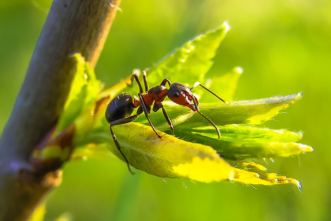 Ant, Priroda, Makro, Nemokamos Nuotraukos,  Nemokama Licenzija