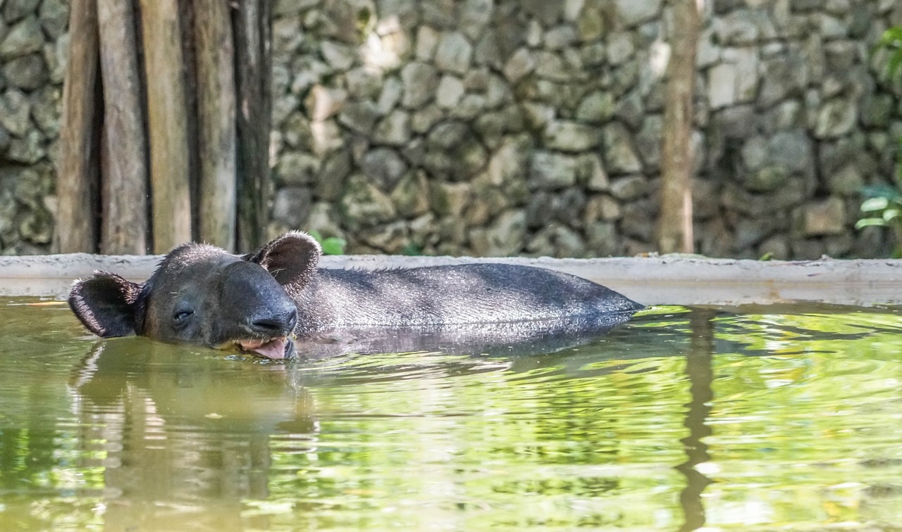 Ant Valgytojas, Vanduo, Gyvūnas, Xcaret, Cancun, Meksika, Maudytis, Nemokamos Nuotraukos,  Nemokama Licenzija