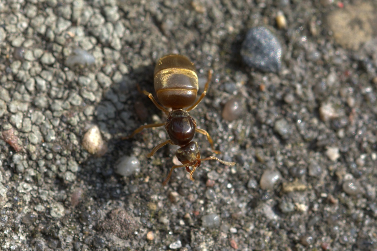 Ant Karalienė, Ant, Vabzdys, Makro, Gamta, Gyvūnas, Nemokamos Nuotraukos,  Nemokama Licenzija