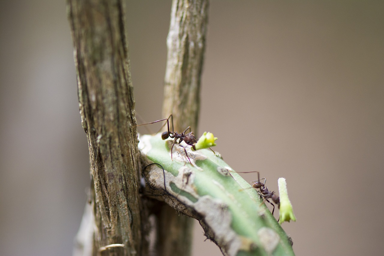 Gatvė Ant Gatvės, Makro, Ant, Vabzdys, Gamta, Mediena, Makrofotografija, Žalias, Nemokamos Nuotraukos,  Nemokama Licenzija