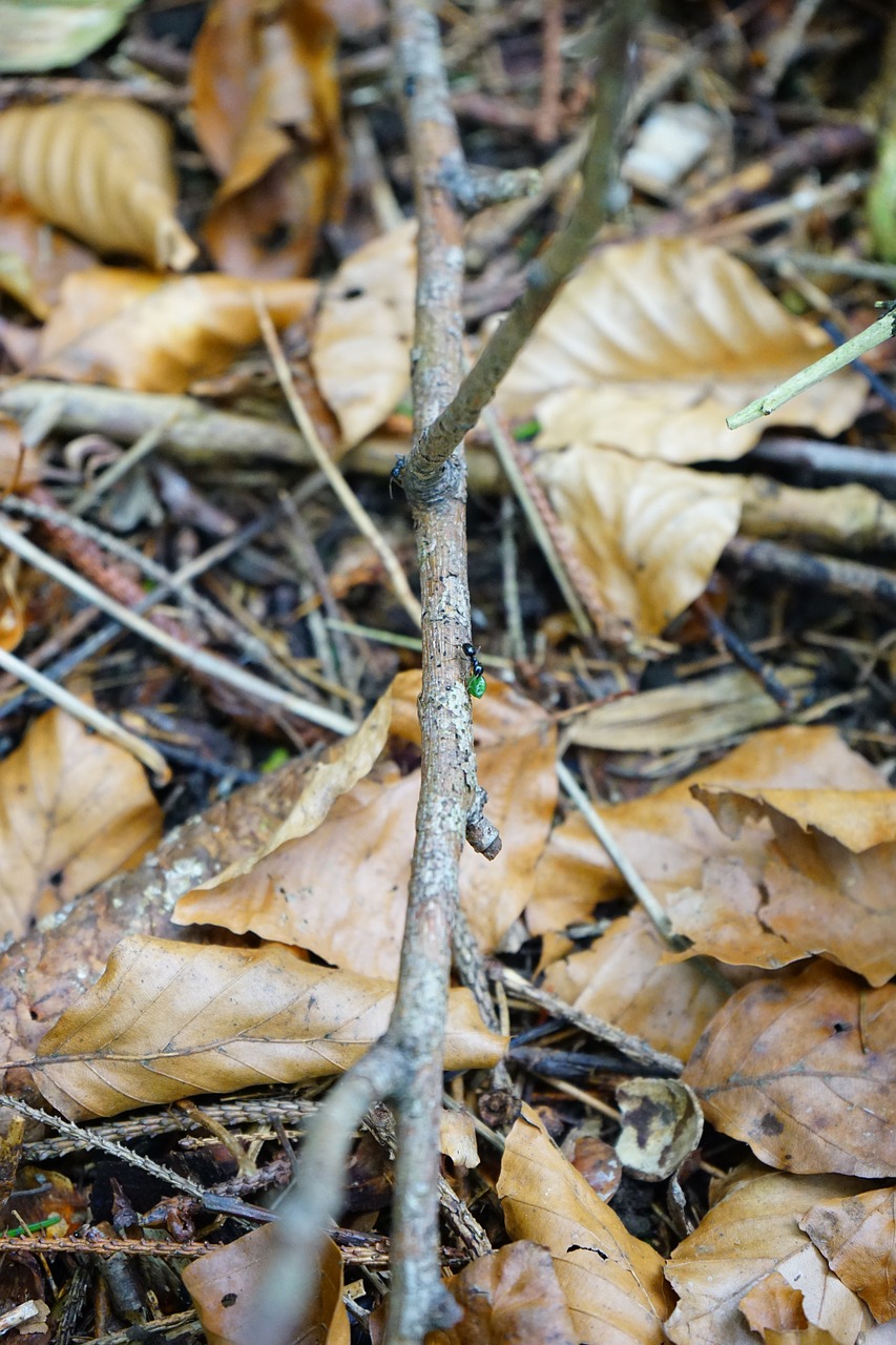 Gatvė Ant Gatvės, Negyvas Medis, Lapai, Estetinis, Blizgus Juodas Medžio Antkas, Skruzdėlės, Dėžutė, Lasius Fuliginosus, Sodo Ant, Lasius