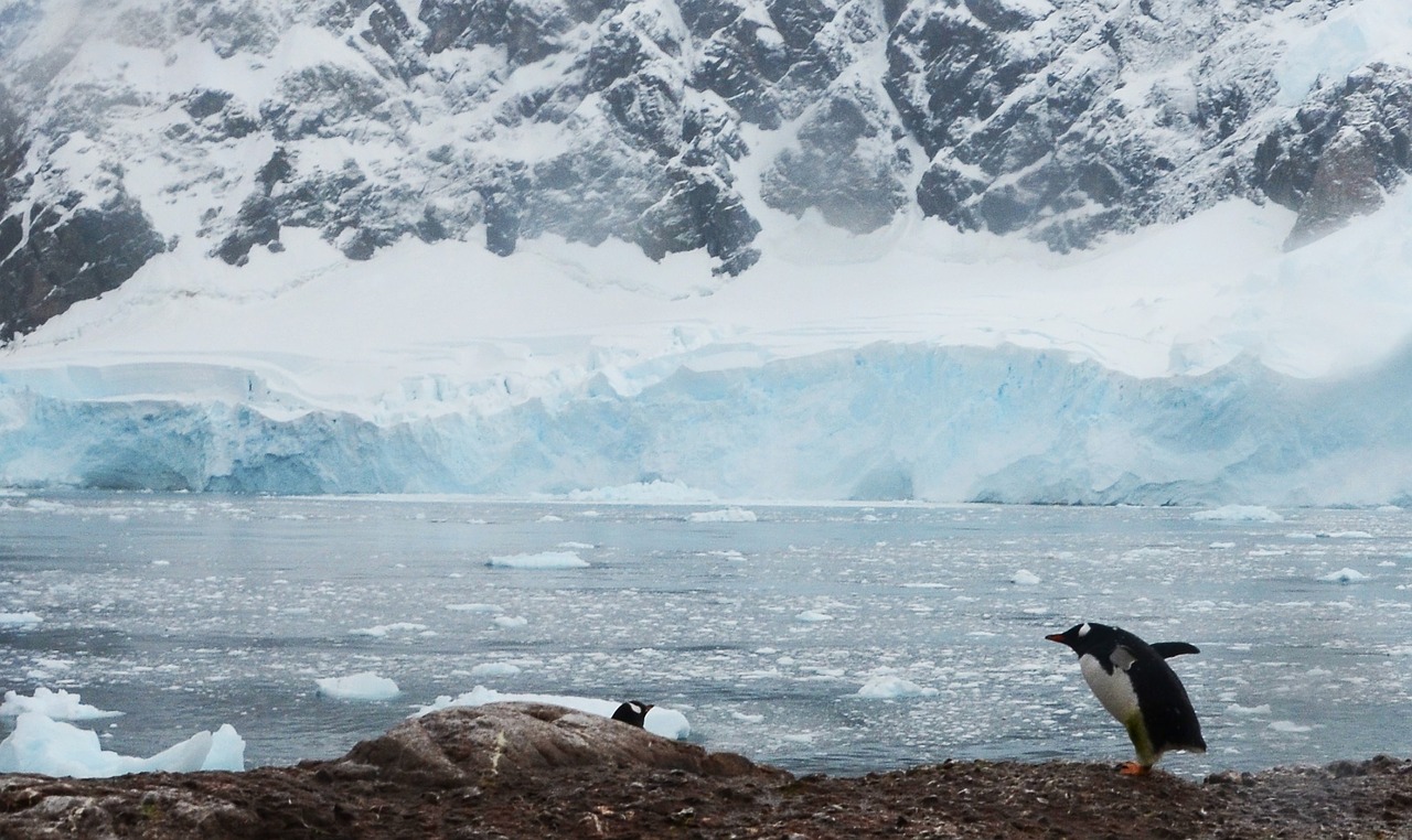 Antarctica, Pingvinas, Ledkalniai, Nemokamos Nuotraukos,  Nemokama Licenzija