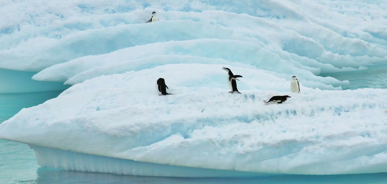 Antarctica, Pamišęs Pingvinas, Jūra, Vandenynas, Vanduo, Žiema, Sniegas, Ledas, Plūduriuojantys Gabalėliai, Ledo Kepurės