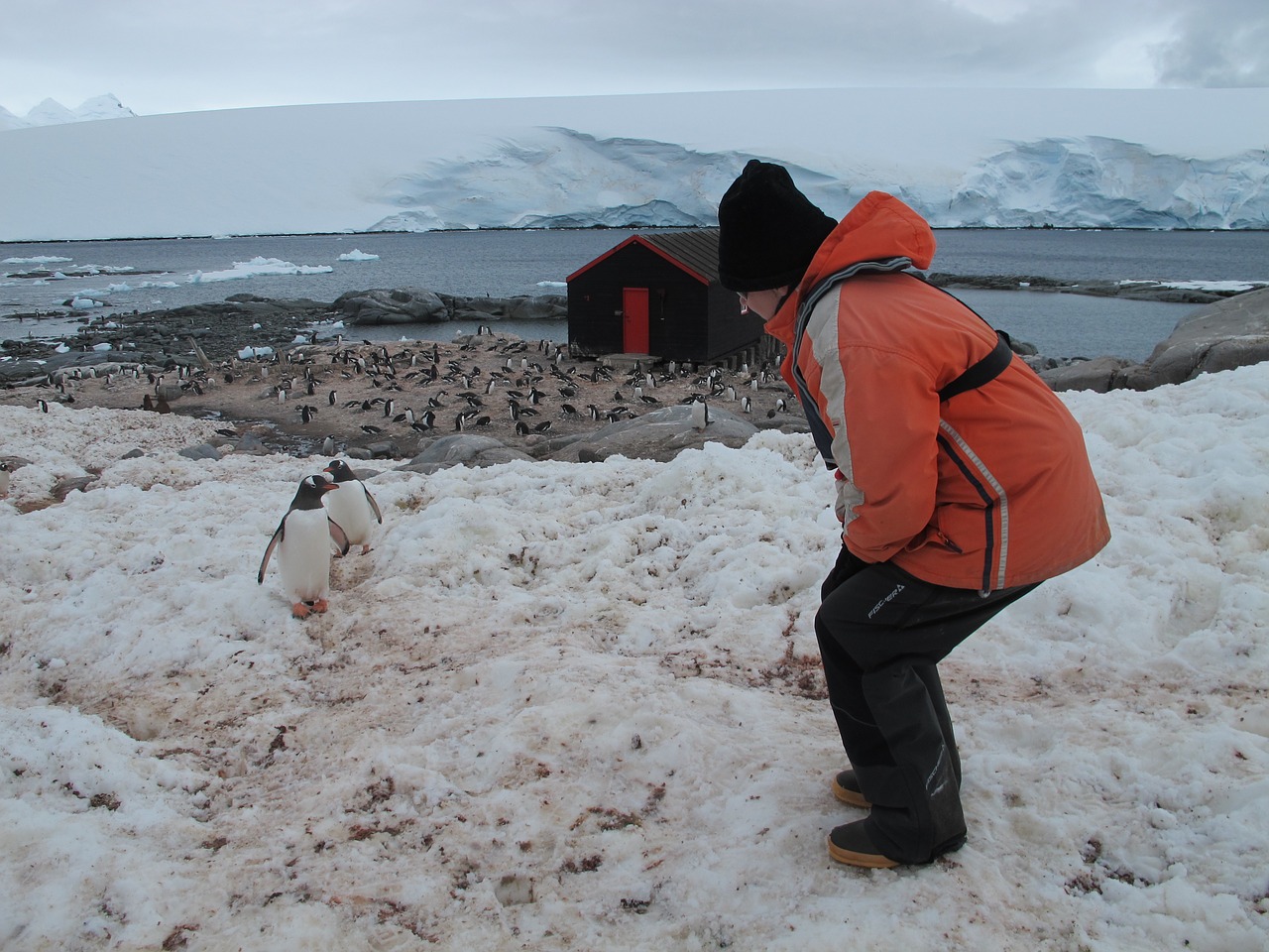 Antarctica, Pingvinas, Gyvūnai, Turizmas, Dykuma, Sniegas, Paukštis, Šaltas, Gamta, Lauke