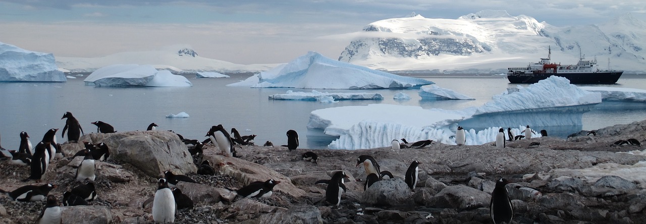 Antarctica, Pingvinas, Gyvūnai, Turizmas, Dykuma, Sniegas, Paukštis, Šaltas, Gamta, Lauke