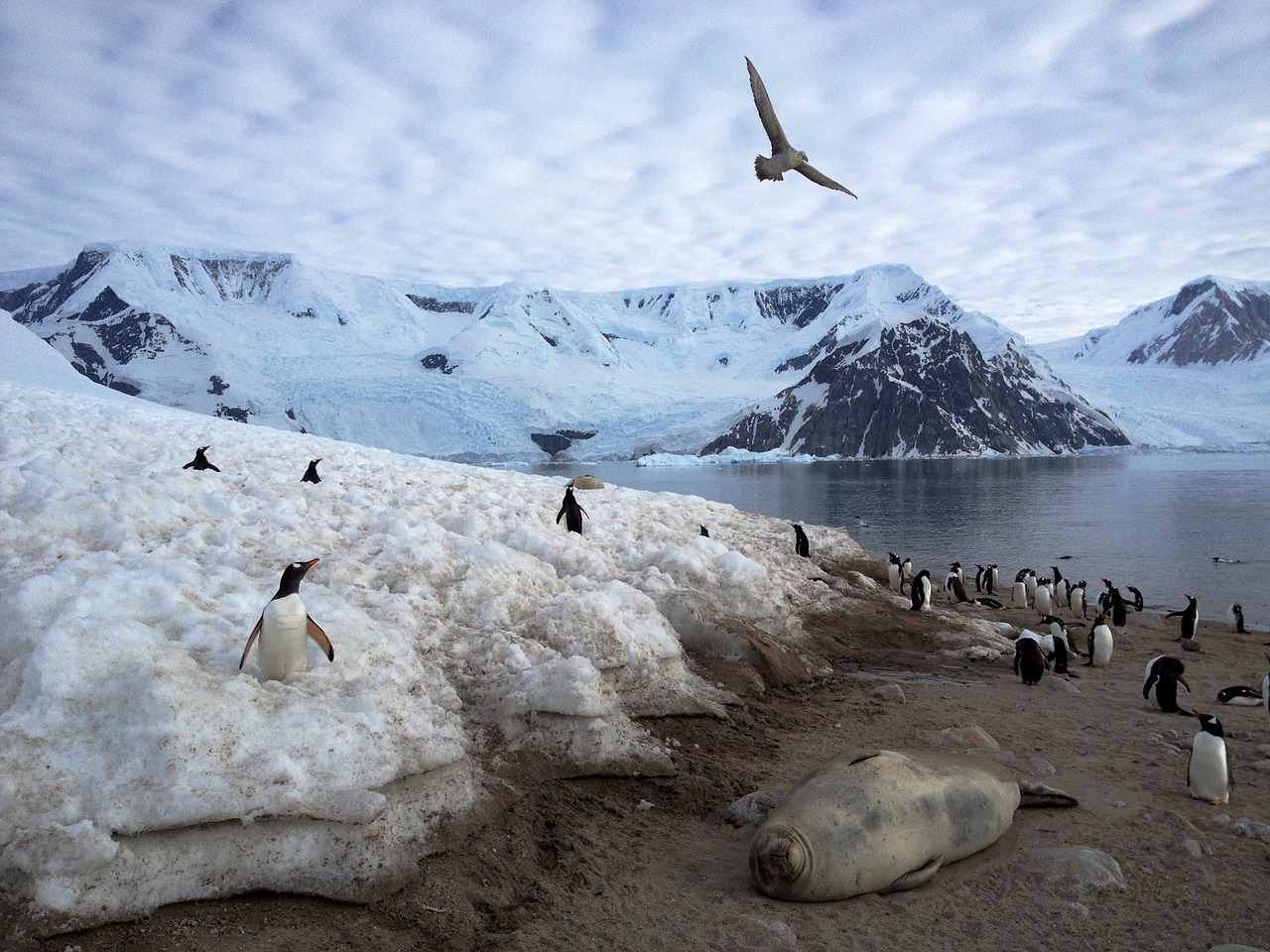 Antarctica, Pingvinas, Gyvūnai, Turizmas, Dykuma, Sniegas, Paukštis, Šaltas, Gamta, Lauke