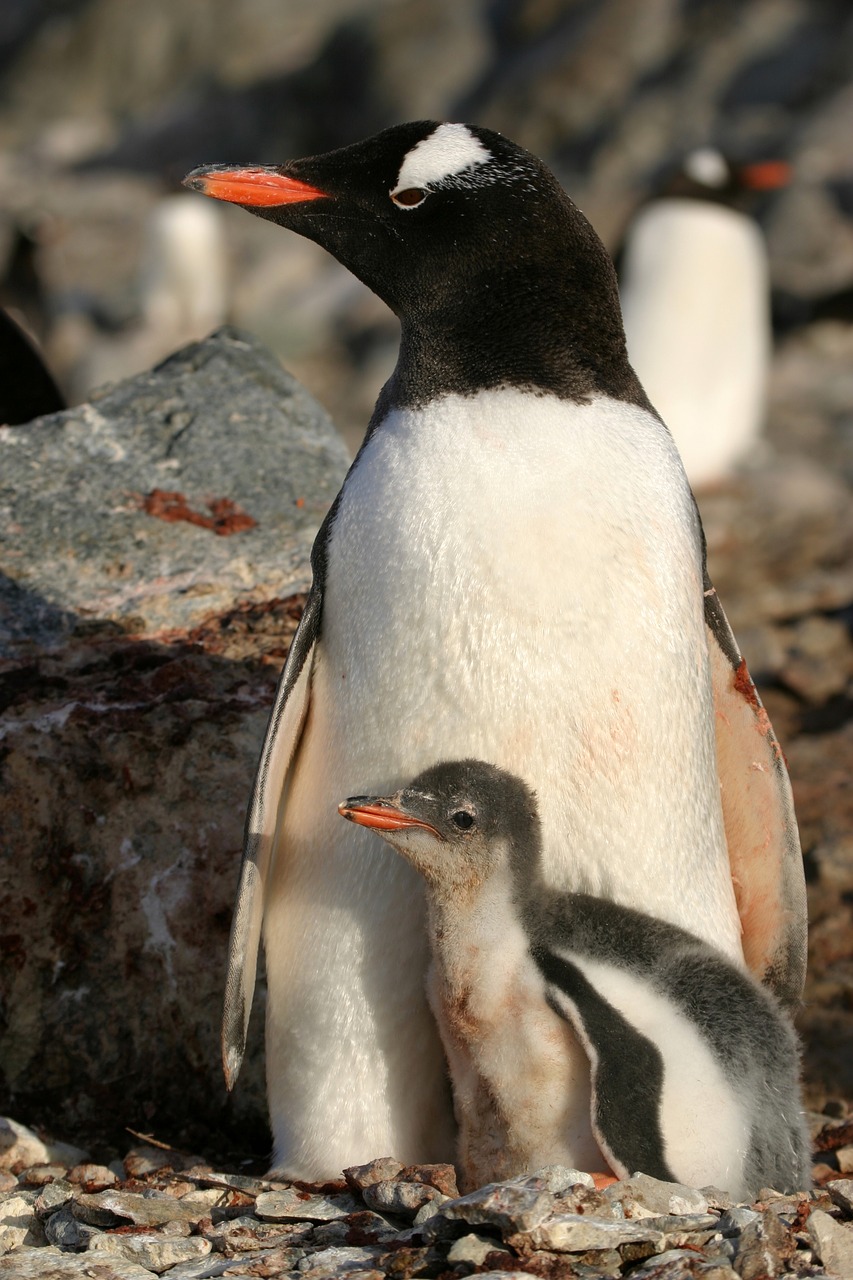 Antarktida,  Pingvinas,  Gyvūnas,  Sniegas, Nemokamos Nuotraukos,  Nemokama Licenzija