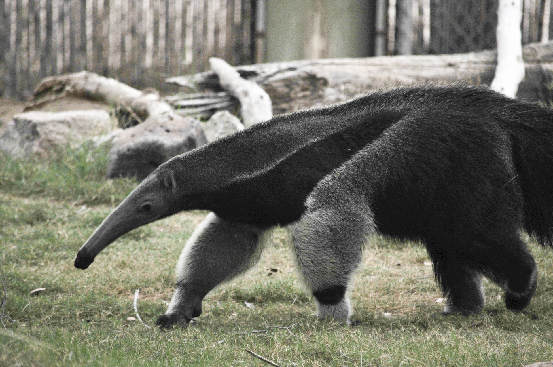 Ant & Nbsp,  Eateras,  Anteater,  Gyvūnas,  Žinduolis,  Laukinė Gamta,  Laukinis & Nbsp,  Gyvenimas,  Gamta,  Anteater