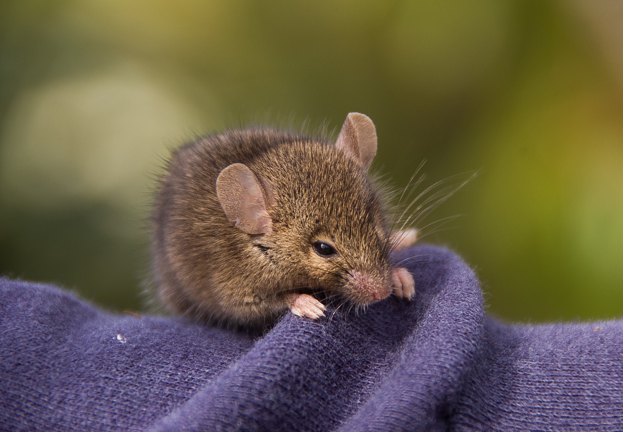 Antechinus, Mushupial Pelė, Marsupial, Gimtoji, Queensland, Australia, Laukiniai, Rožinė Nosis, Rožinės Ausys, Ruda