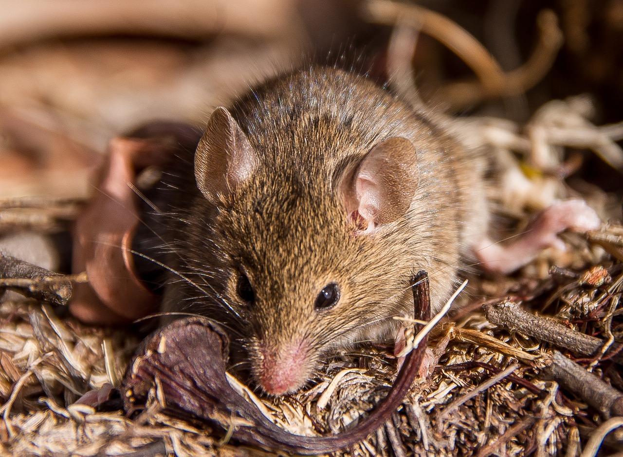 Antechinus, Mushupial Pelė, Marsupial, Gimtoji, Queensland, Australia, Laukiniai, Rožinė Nosis, Rožinės Ausys, Ruda