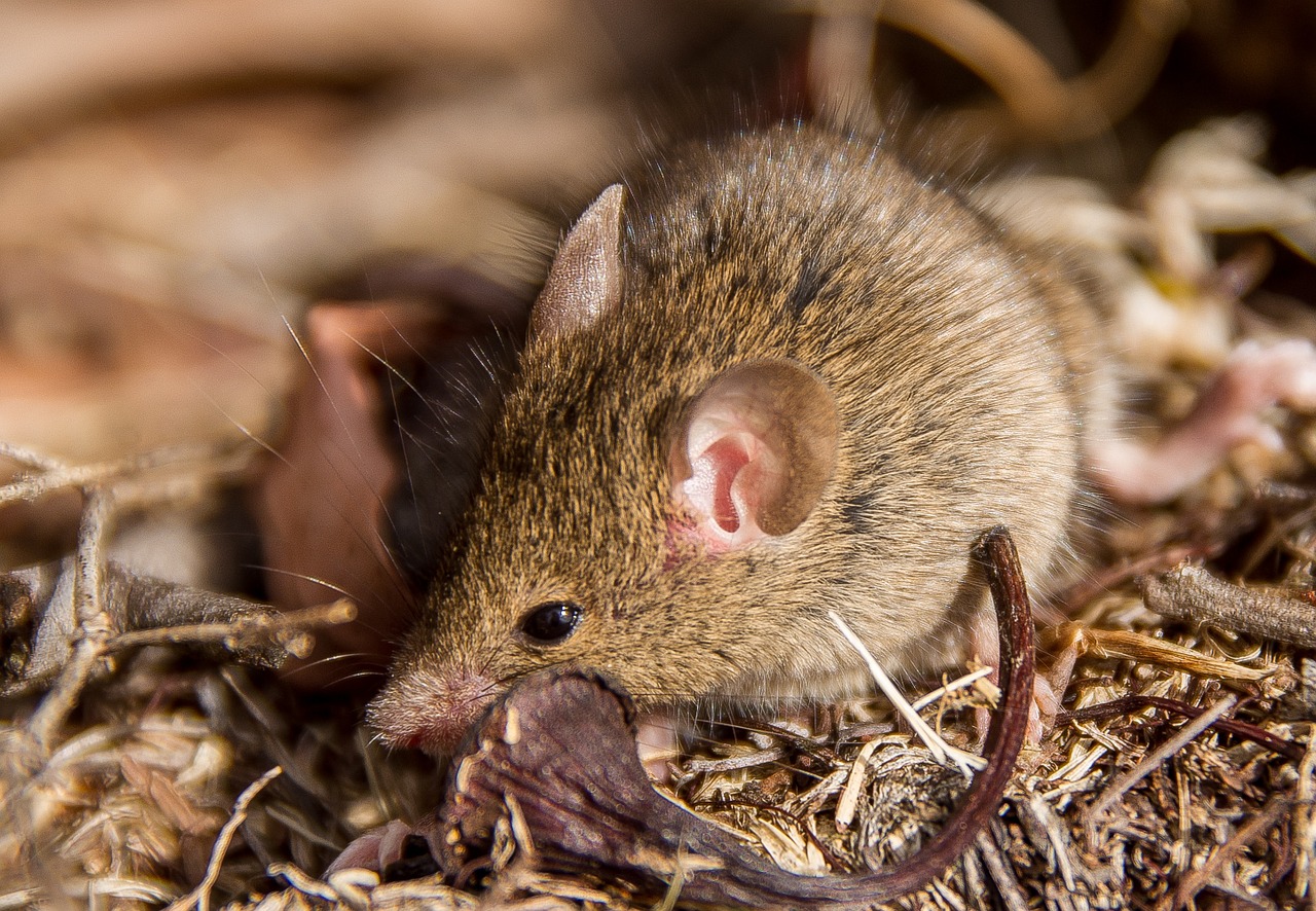 Antechinus, Mushupial Pelė, Marsupial, Gimtoji, Queensland, Australia, Laukiniai, Rožinė Nosis, Rožinės Ausys, Ruda