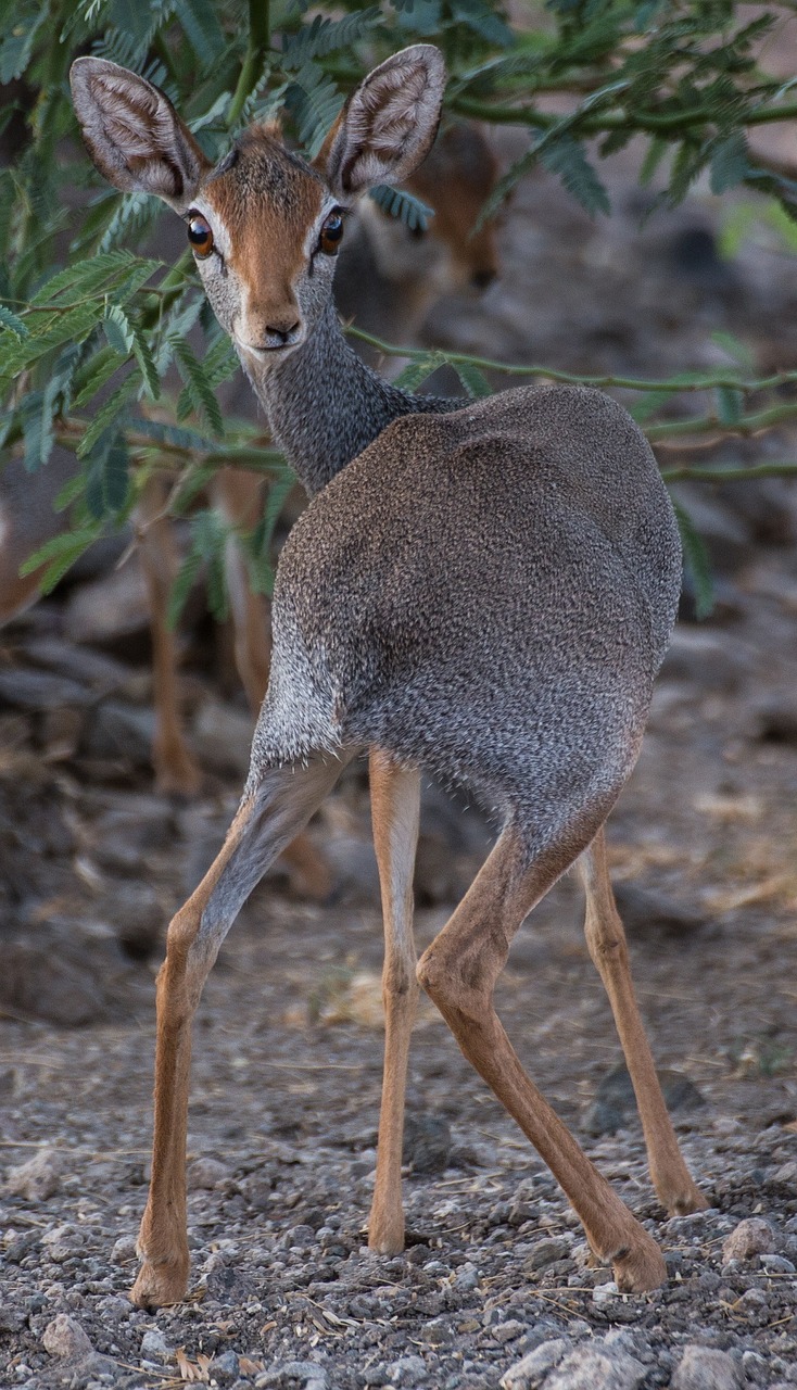 Antilopė, Druskos Dik-Dik, Afrika, Žiūri, Žinduolis, Gyvūnas, Laukinė Gamta, Gamta, Lauke, Portretas