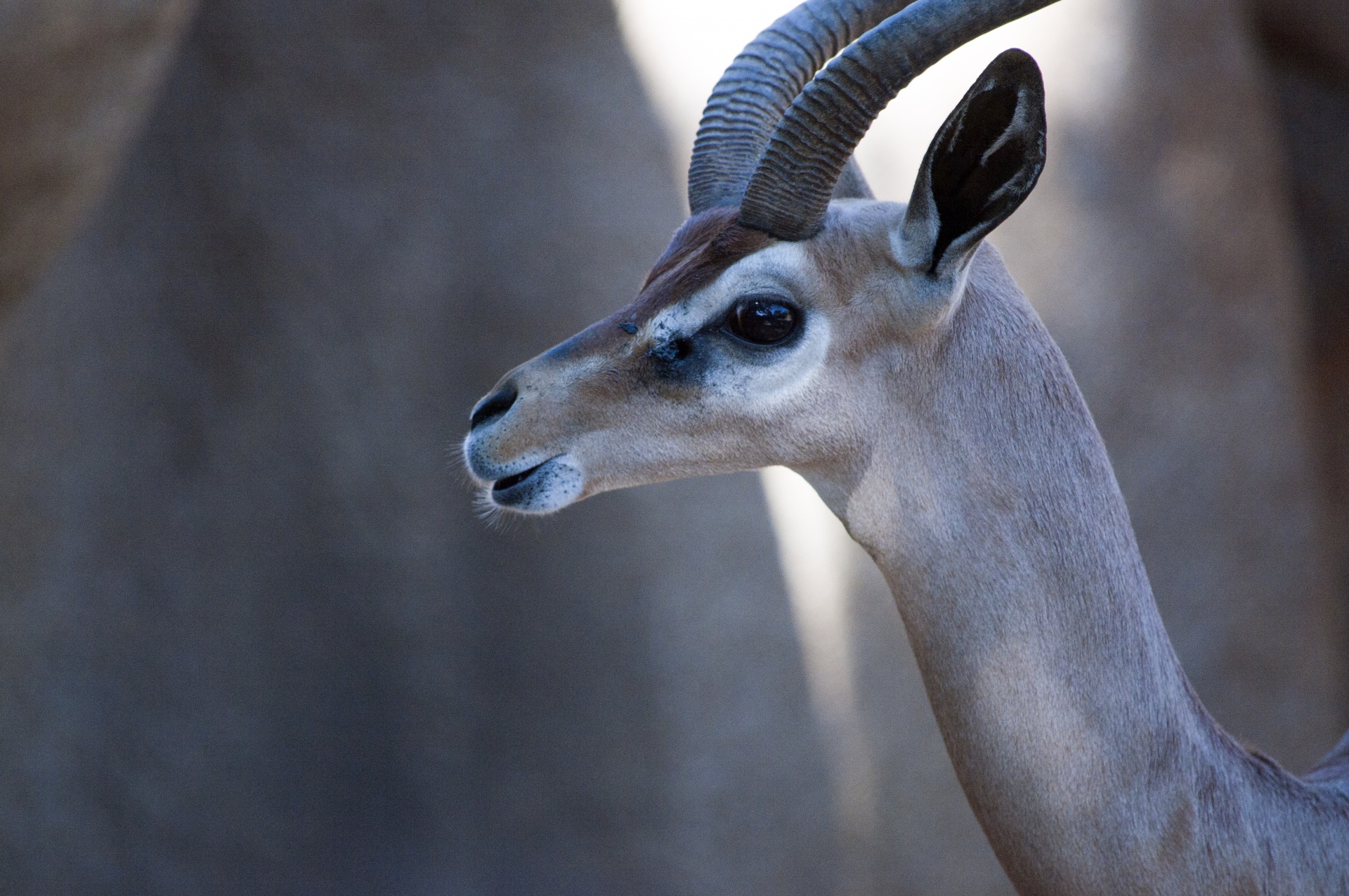 Pronghorn,  Antilopė,  Prongbuck,  Amerikiečių & Nbsp,  Antilopė,  Antilopė, Nemokamos Nuotraukos,  Nemokama Licenzija