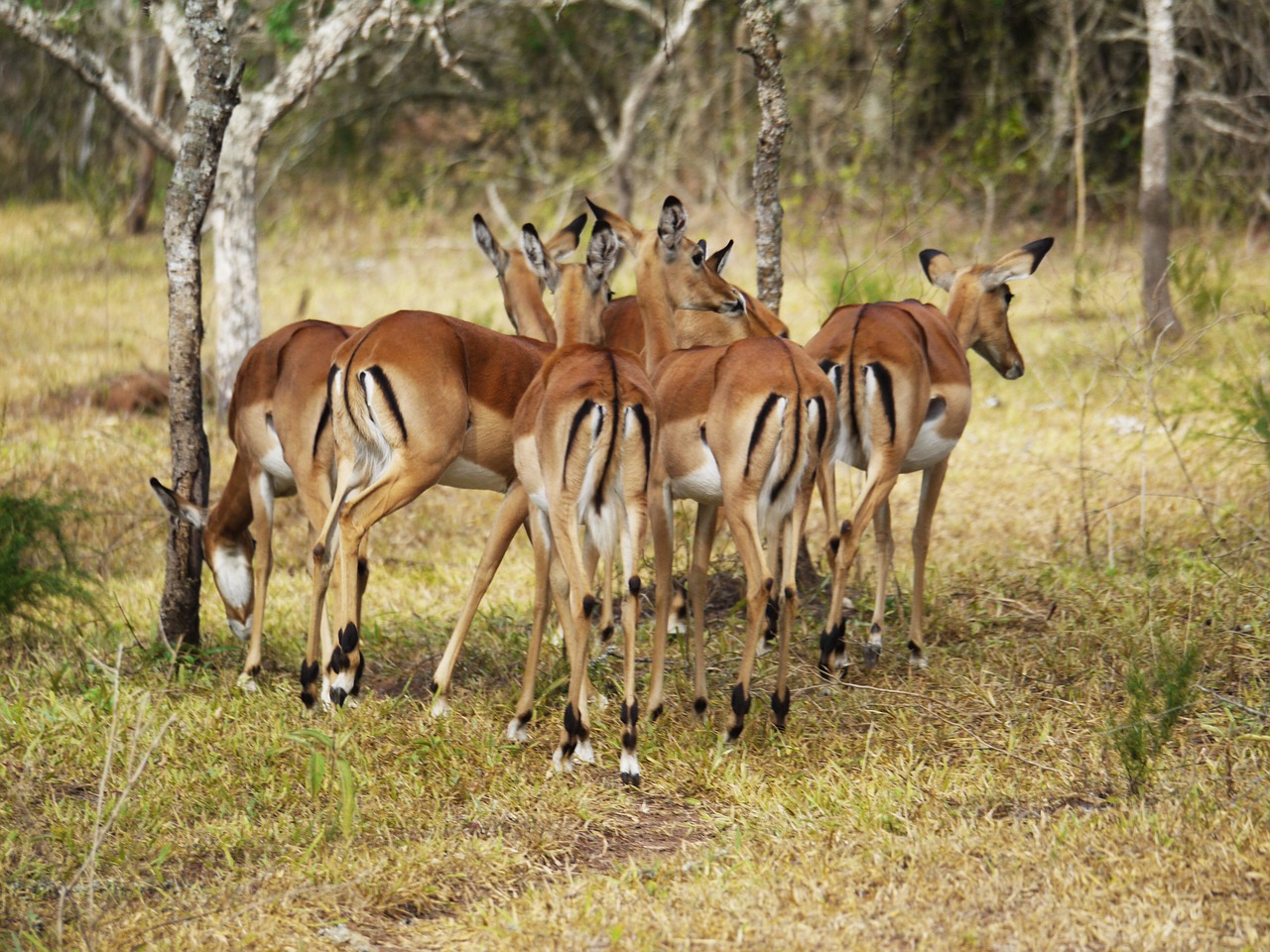 Antilopė, Iš Galo, Piešimas, Uganda, Impala, Gazelė, Galinis Vaizdas, Flock, Laukiniai Gyvūnai, Afrika