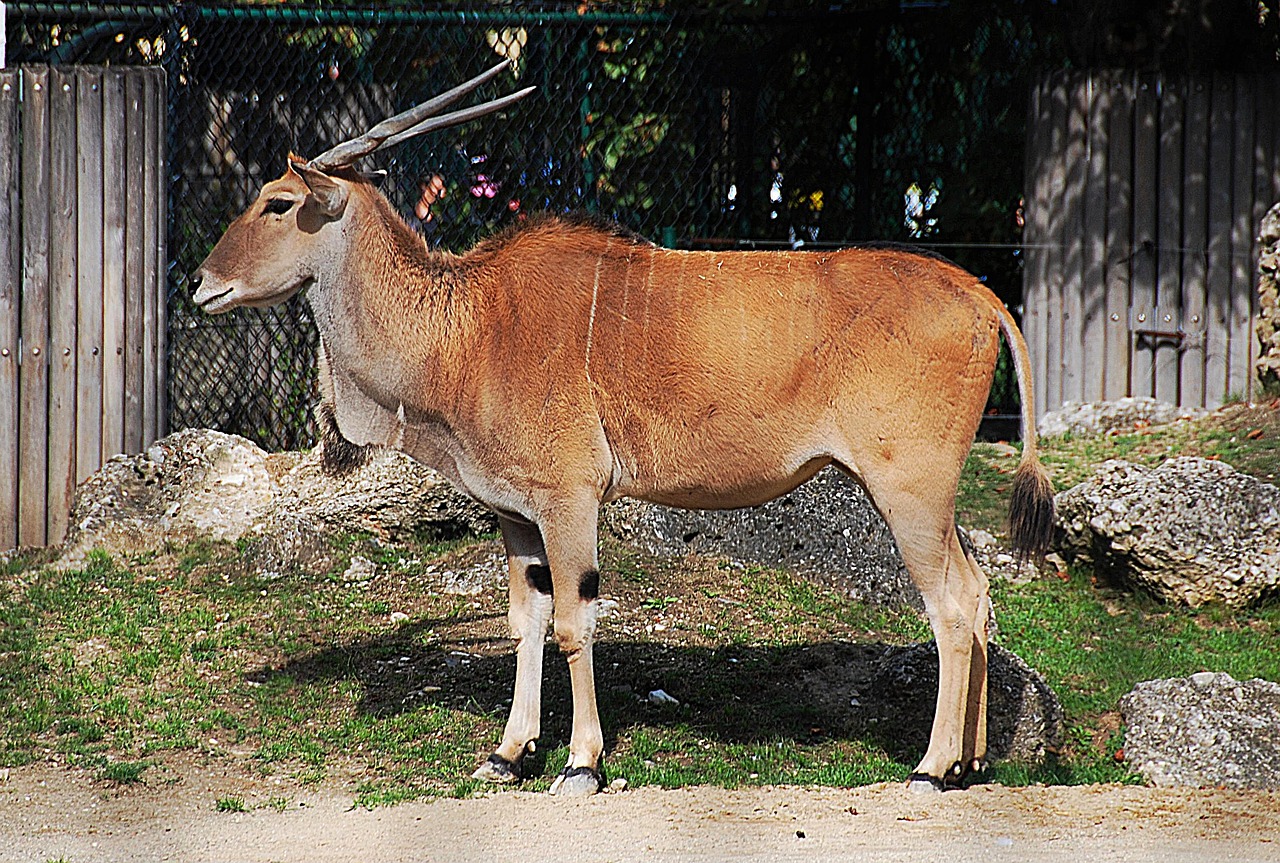 Antilopė, Zoologijos Sodas, Bendras Elandas, Rago Gyvūnas, Nemokamos Nuotraukos,  Nemokama Licenzija