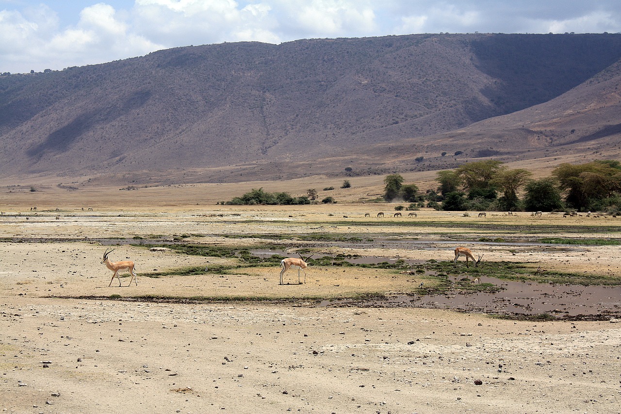 Antilopė, Impala, Safari, Tanzanija, Ngoro Ngoro, Krateris, Afrika, Gyvūnas, Laukiniai, Gamta