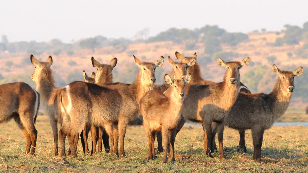 Antilopė, Waterbuck, Chobe, Afrika, Flock, Grupė, Nemokamos Nuotraukos,  Nemokama Licenzija