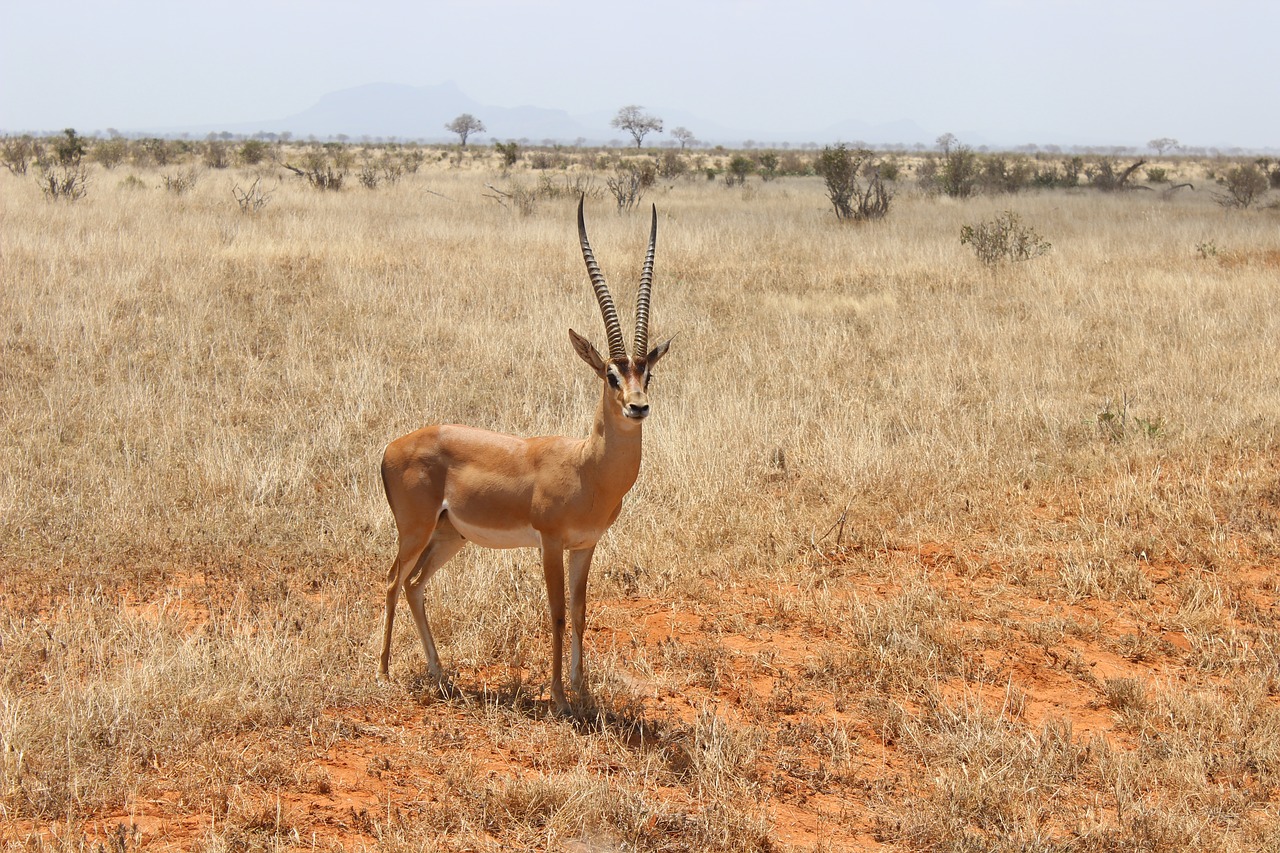 Antilopė, Kenya, Dykuma, Gyvūnas, Gyvūnų Pasaulis, Nemokamos Nuotraukos,  Nemokama Licenzija