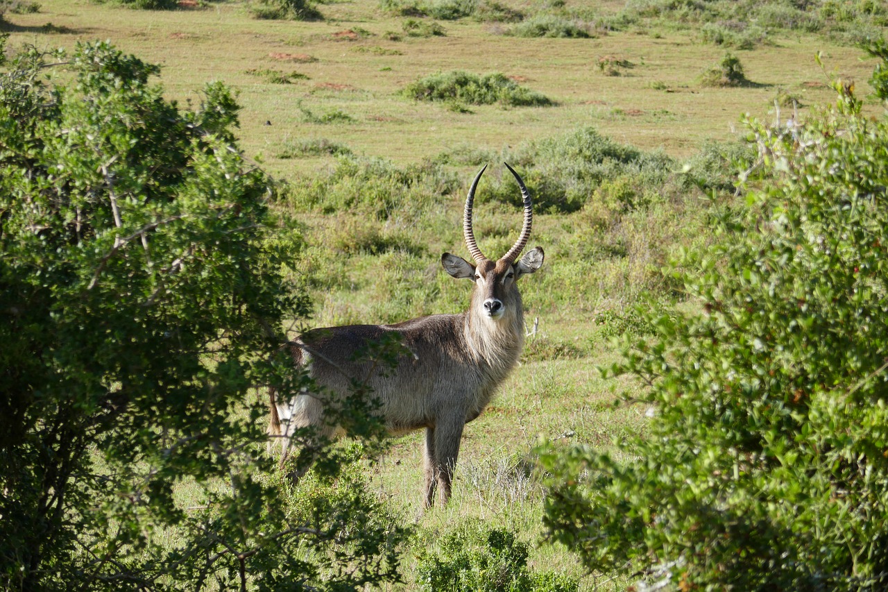 Antilopė, Kariega, Gyvūnai, Safari, Pietų Afrika, Fauna, Ragai, Nemokamos Nuotraukos,  Nemokama Licenzija