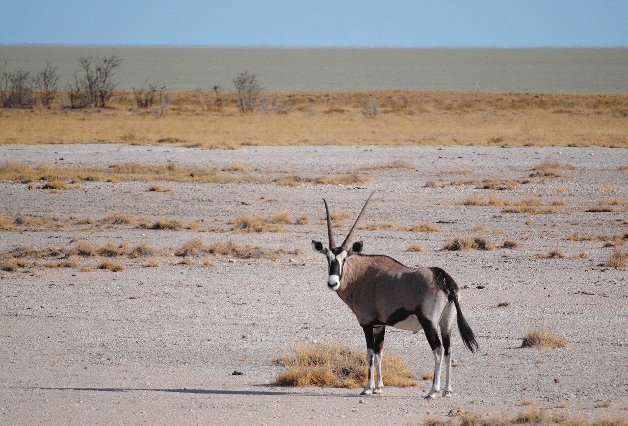 Antilopė, Afrika, Namibija, Etosha, Nacionalinis Parkas, Safari, Oryx, Orykso Antilopė, Nemokamos Nuotraukos,  Nemokama Licenzija