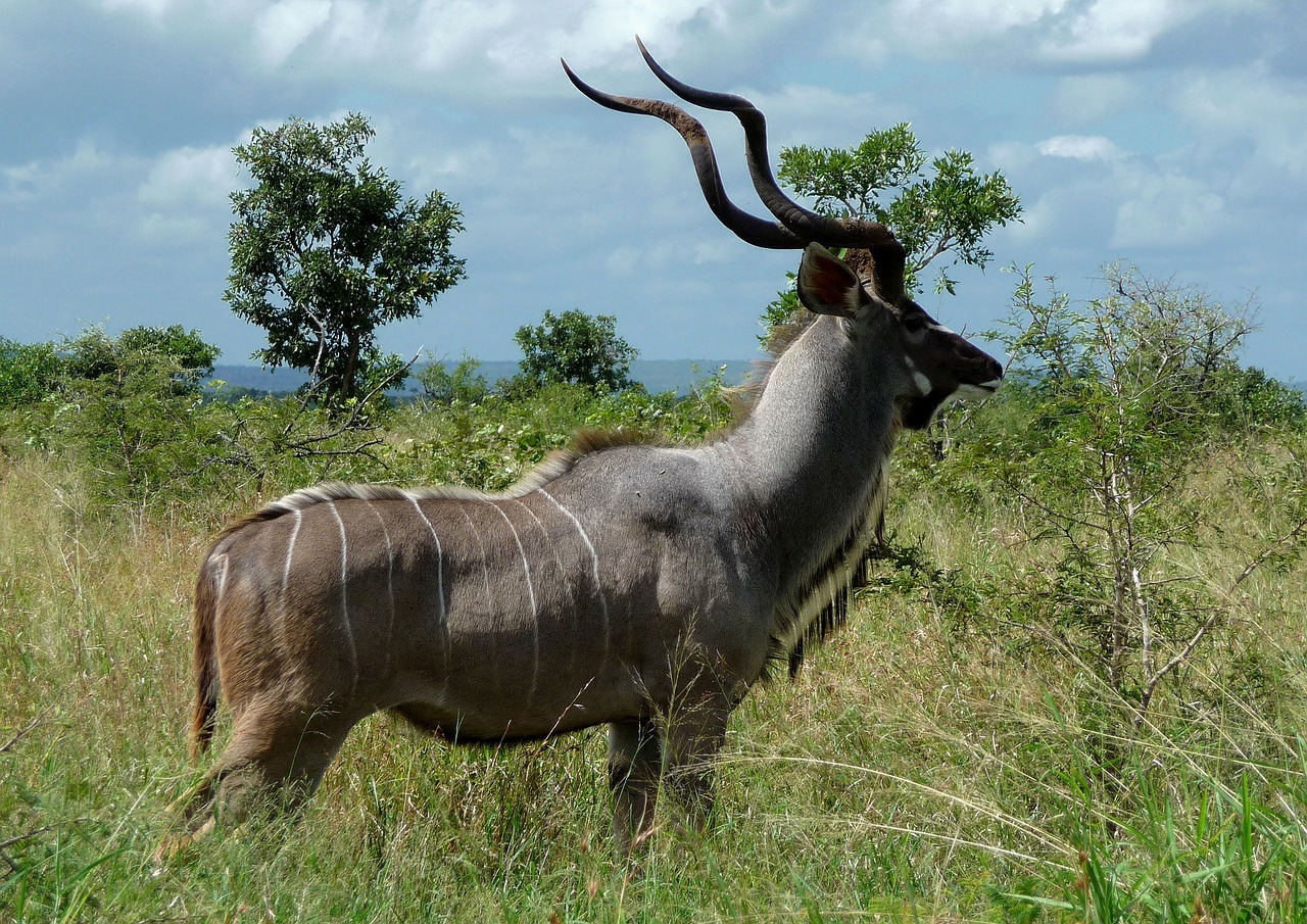 Antilopė, Žinduolis, Laukinė Gamta, Gyvūnas, Dykuma, Safari, Afrika, Serengeti, Gamta, Laukiniai