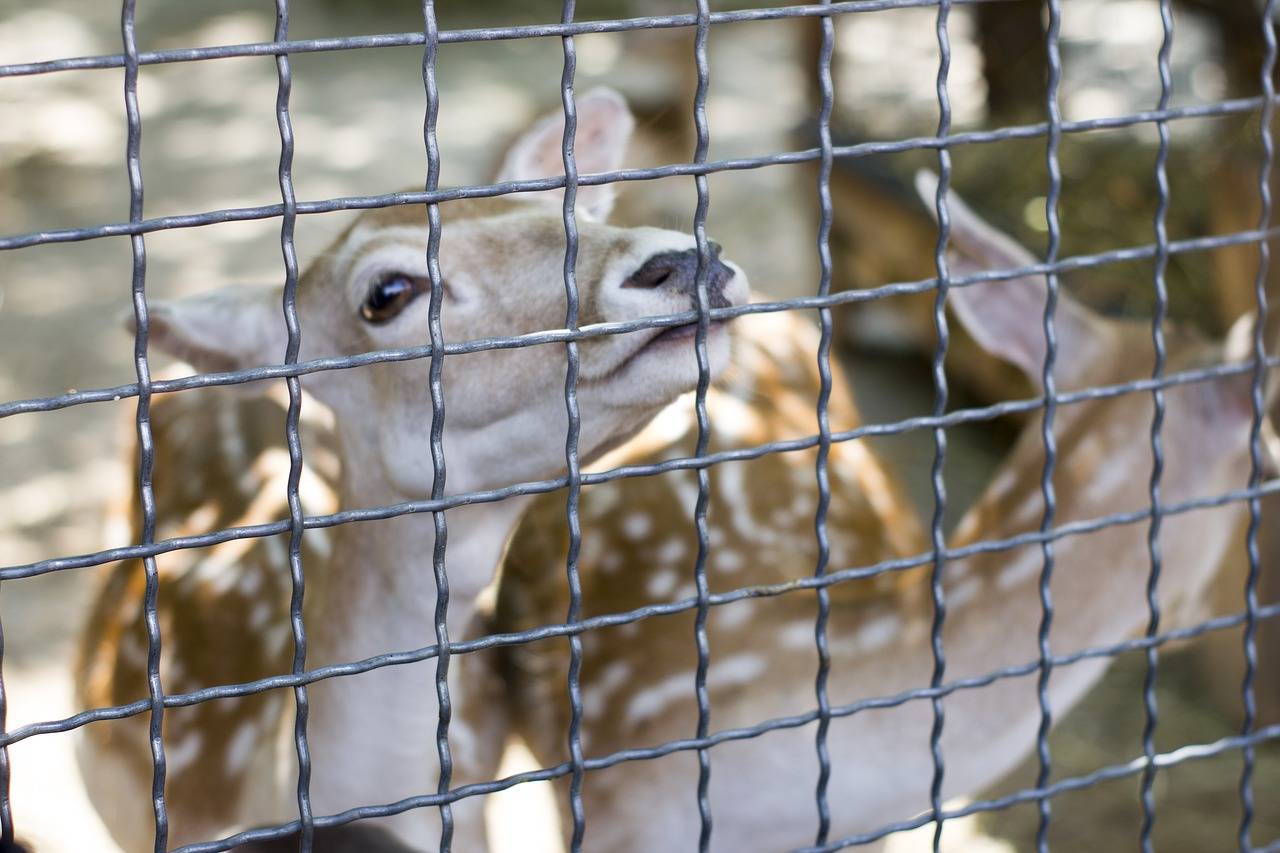 Antilopė, Zoologijos Sodas, Zoologijos Sodas Antilopė, Jalta Zoologijos Sodas, Nemokamos Nuotraukos,  Nemokama Licenzija