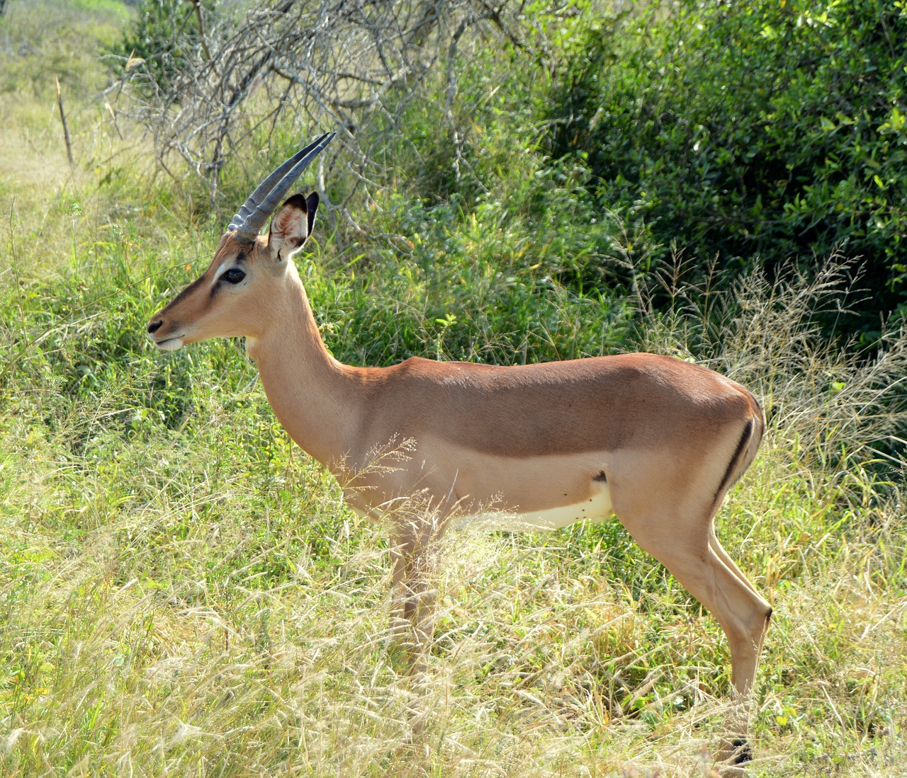 Antilopė,  Laukinė Gamta,  Žinduolis,  Safari,  Gamta,  Laukiniai,  Išsaugojimas,  Kruger,  Lauke,  Be Honoraro Mokesčio