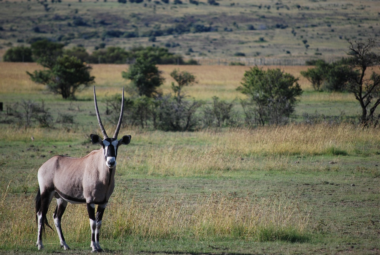 Antilopė,  Gyvūnijos,  Žinduolis,  Safari,  Gyvūnas,  Oryx,  Afrikoje,  Pobūdį,  Laukinių,  Kelionė