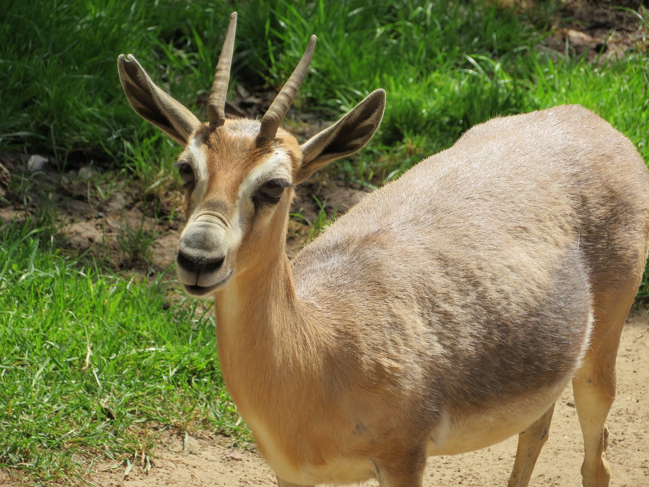 Antilopė,  San Diego Zoo,  Hooved Žinduolis,  Žinduolis, Nemokamos Nuotraukos,  Nemokama Licenzija
