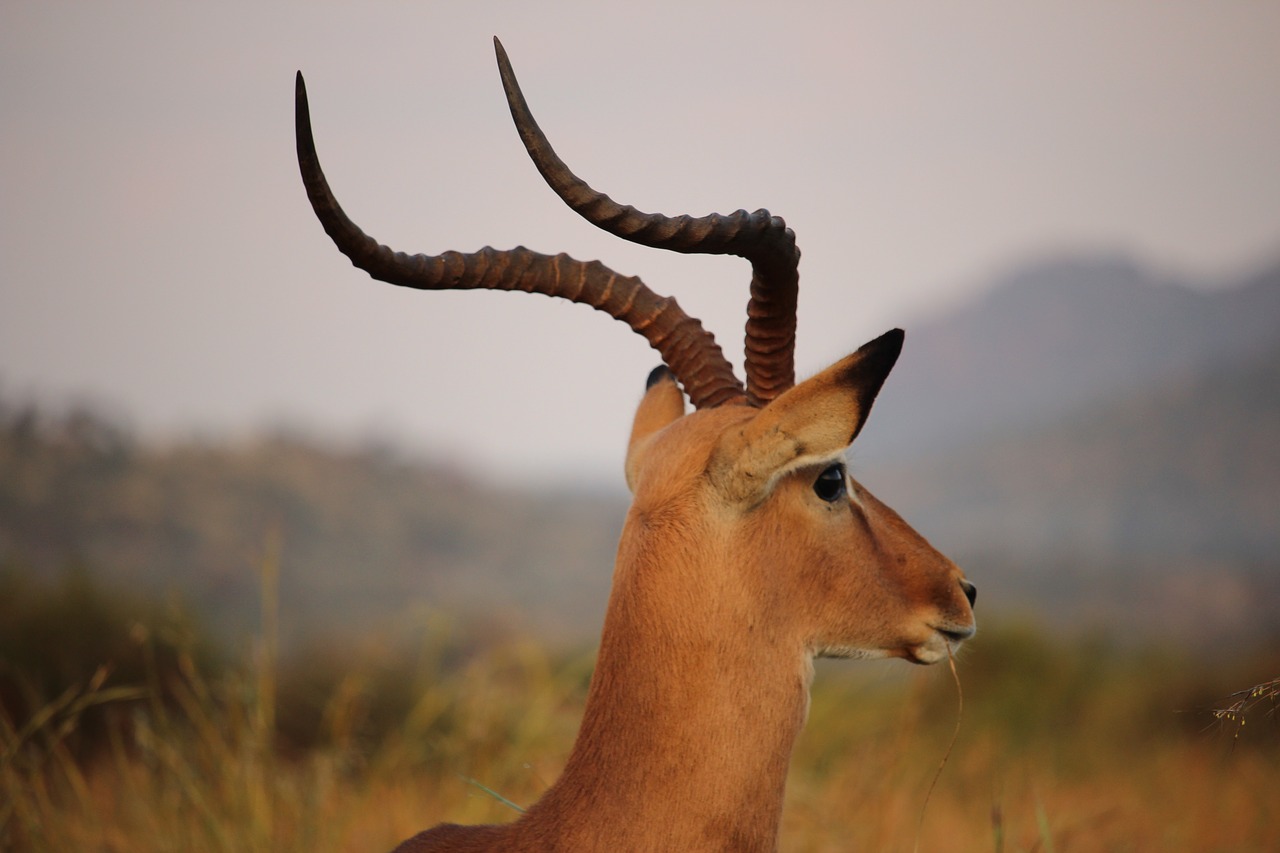 Antilopė,  Gyvūnas,  Laukinių,  Afrikoje,  Gyvūnijos,  Gamta, Nemokamos Nuotraukos,  Nemokama Licenzija
