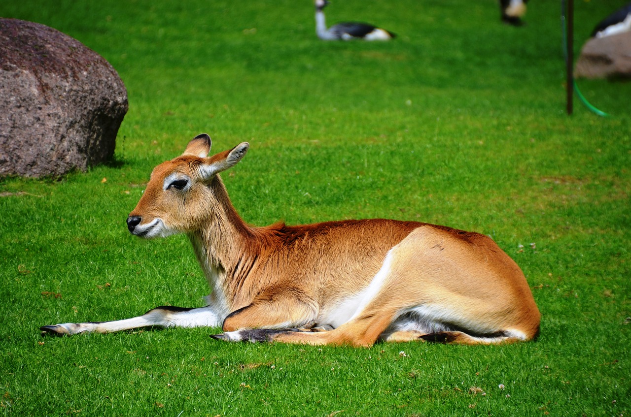 Antilopė, Ličiuko Antilopė, Lechwe, Kobus Leche, Afrikos Antilopė, Waterbuck, Ličis, Gyvūnai, Kobus, Pelkinė Antilopė