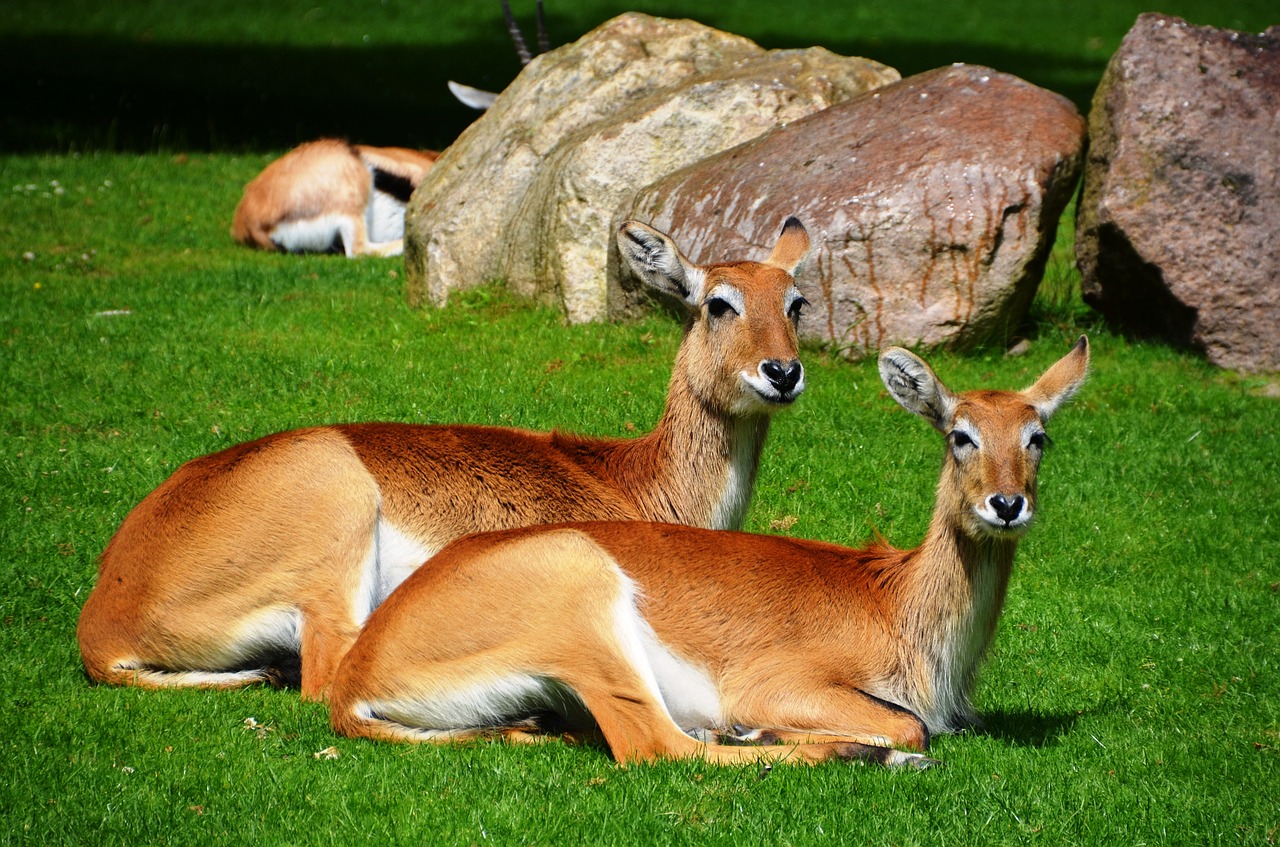 Antilopė, Ličio Pelkių Antilopės, Lechwe, Kobus Leche, Afrikos Antilopė, Waterbuck, Ličis, Gyvūnai, Kobus, Pelkinė Antilopė