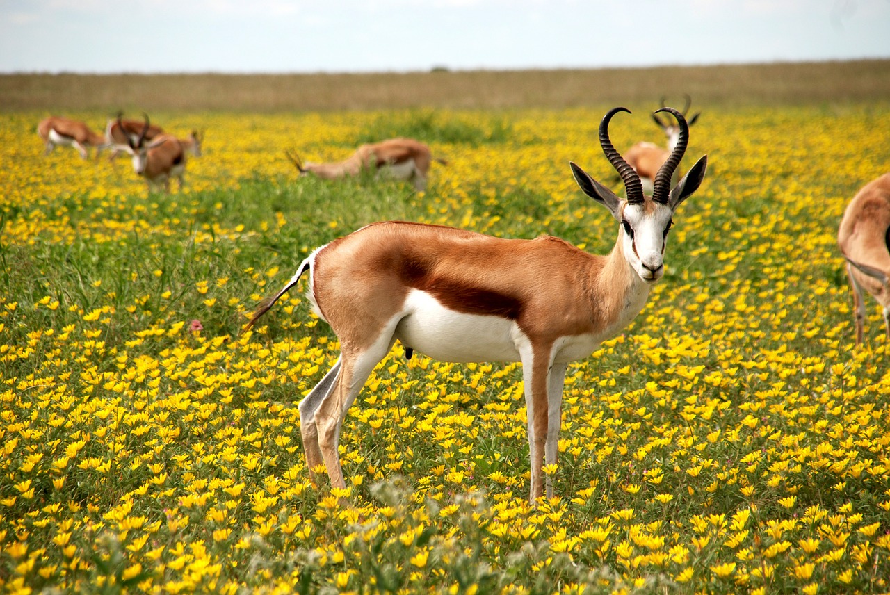 Antilopė, Gamta, Gėlės, Pieva, Afrika, Ragai, Etosha Nacionalinis Parkas, Namibija, Etosha, Nemokamos Nuotraukos