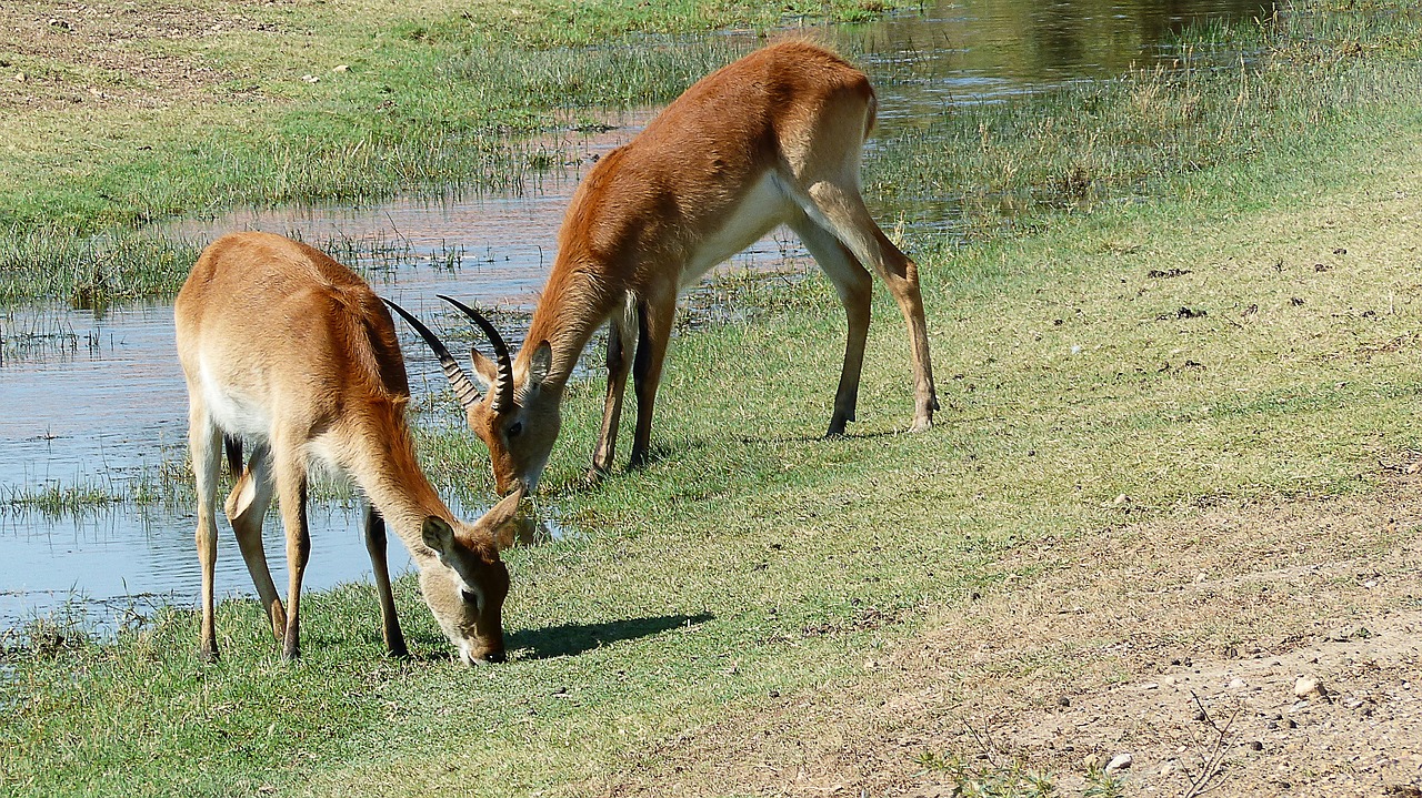 Antilopės,  Gyvūnai,  Vandens,  Pobūdį,  Afrikoje,  Žinduoliai,  Laukinių,  Ragai,  Bandos,  Pora