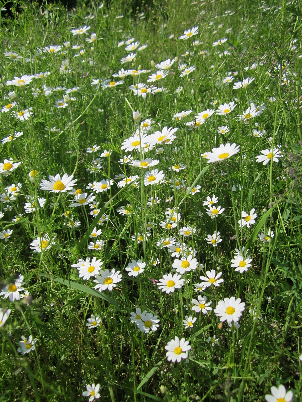 Anthemis Arvensis,  Kukurūzų Ramunė,  Mayweed,  Kvapieji Ramunėliai,  Lauko Ramunė,  Wildflower,  Pieva,  Augalas,  Flora,  Botanika