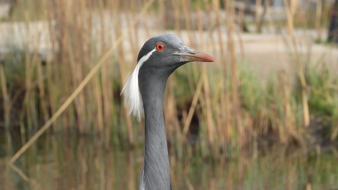 Anthropoides Mergelė,  Kranas Spaudimo,  Kranas,  Paukštis,  Galva,  Pelkes,  Į Nendrės,  Prahos Zoo,  Nemokama Iliustracijos, Nemokamos Nuotraukos