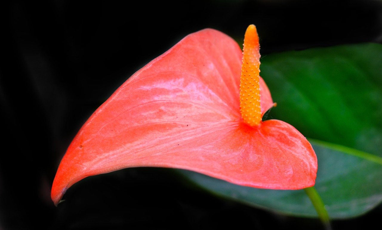 Anthurium,  Rožinis,  Gėlė,  Pobūdį,  Lapų,  Floros,  Tailflower,  Flamingo Gėlė,  Ir Laceleaf,  Lauke