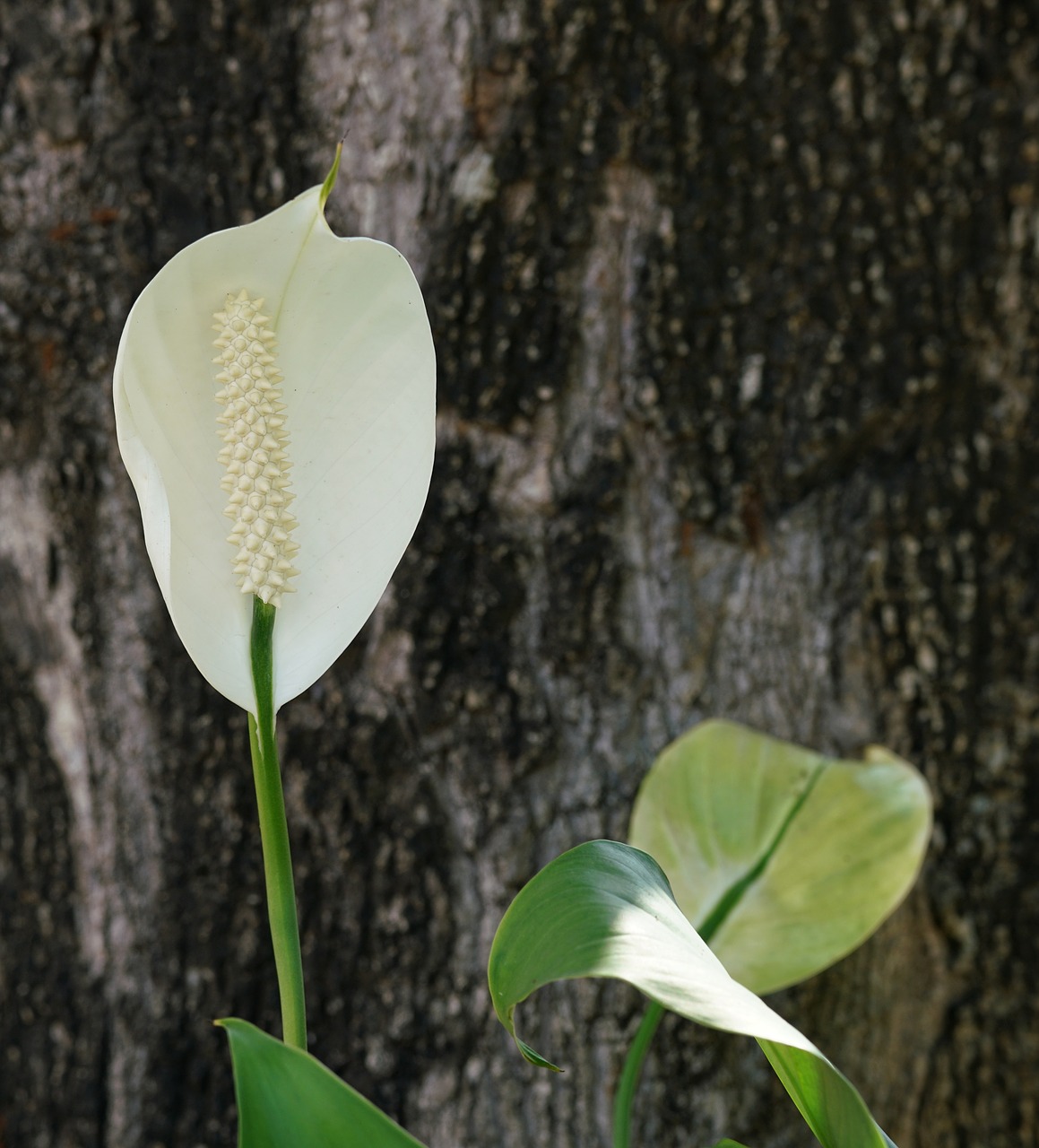 Anthurium,  Tailflower,  Flamingo Gėlė,  Laceleaf,  Grynas,  Baltos Spalvos,  Gėlė,  Pobūdį,  Floros,  Mediena