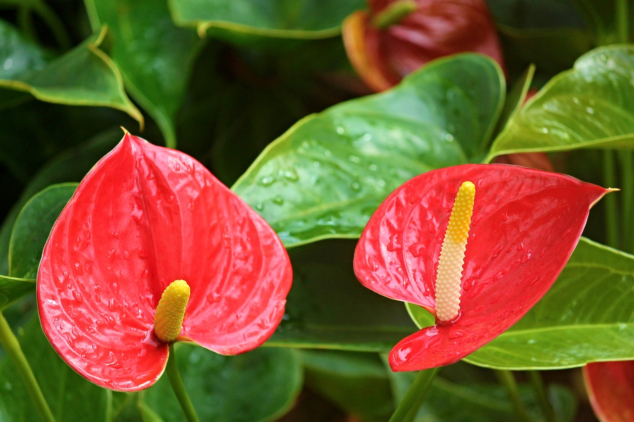 Anthurium Flamingo Gėlė, Antuuris, Araceae, Žiedas, Žydėti, Gėlė, Raudona, Augalas, Egzotiška Gėlė, Žiedlapiai