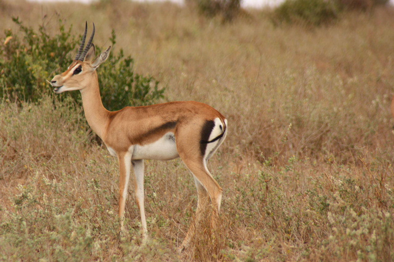 Antilopas,  Gyvūnas,  Šeima,  Laukiniai,  Žinduolis,  Safari,  Afrika,  Kelionė,  Kenya,  Tsavo