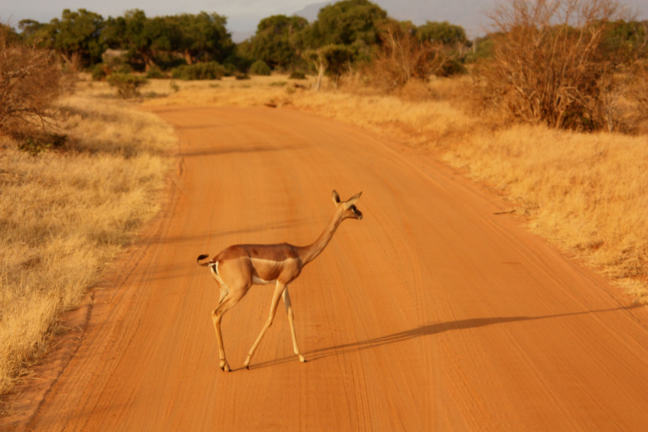 Antilopas,  Gyvūnas,  Šeima,  Laukiniai,  Žinduolis,  Safari,  Afrika,  Kelionė,  Kenya,  Tsavo