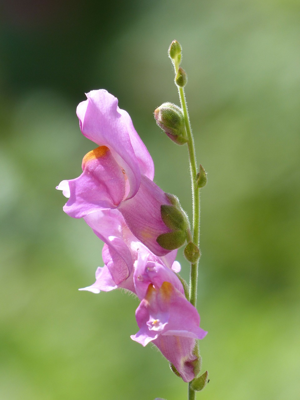 Antirrhinum Majus, Žiedas, Žydėti, Gėlė, Rožinis, Sodo Liūtas Maul, Plantacinis Šiltnamio Efektas, Plantaginaceae, Flora, Dekoratyvinis Augalas