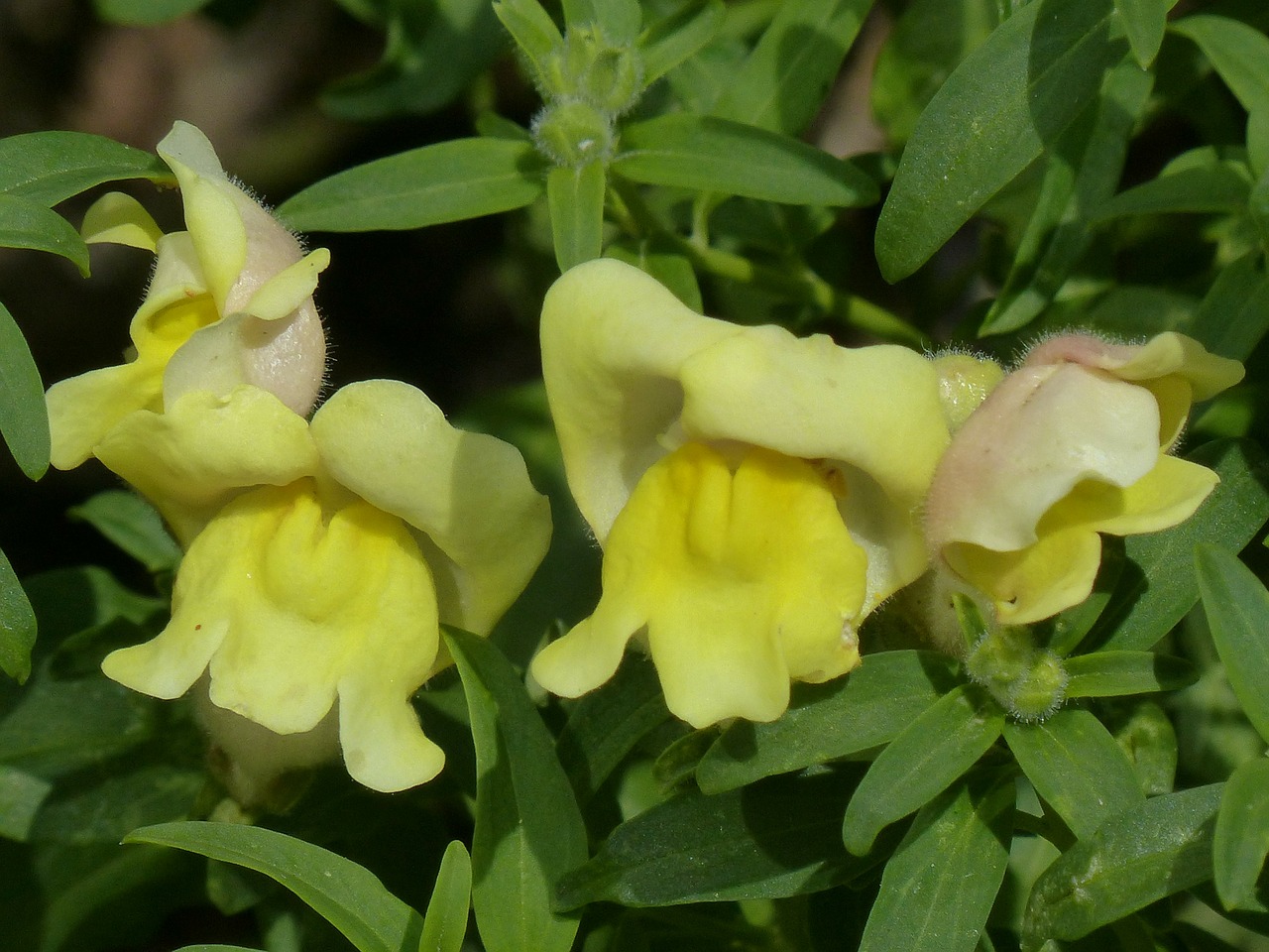 Antirrhinum Majus, Žiedas, Žydėti, Gėlė, Geltona, Ryškiai Geltona, Citrina, Sodo Liūtas Maul, Plantacinis Šiltnamio Efektas, Plantaginaceae