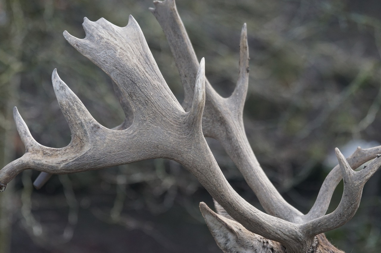 Antler, Raguotas, Laukinės Gamtos Fotografija, Gyvūnas, Nemokamos Nuotraukos,  Nemokama Licenzija