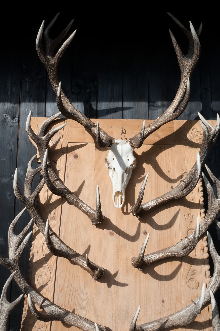 Antler, Hirsch, Trofėjus, Rinkimas, Laukiniai, Gamta, Gyvūnas, Skulptūra, Nemokamos Nuotraukos,  Nemokama Licenzija